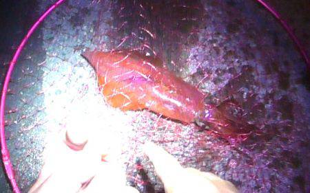 焼津新港　またまたアオリイカやヒラメが釣れちゃいました！